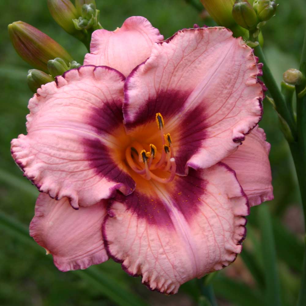 dayliliy-pink