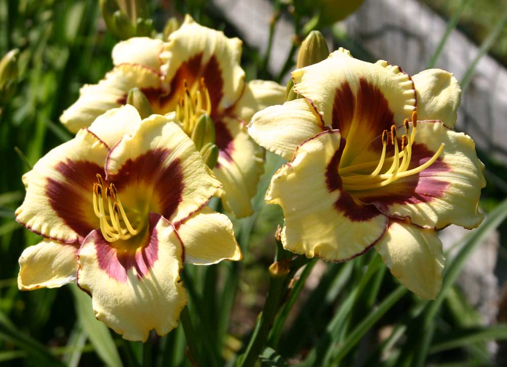 Daylilies deals for sale